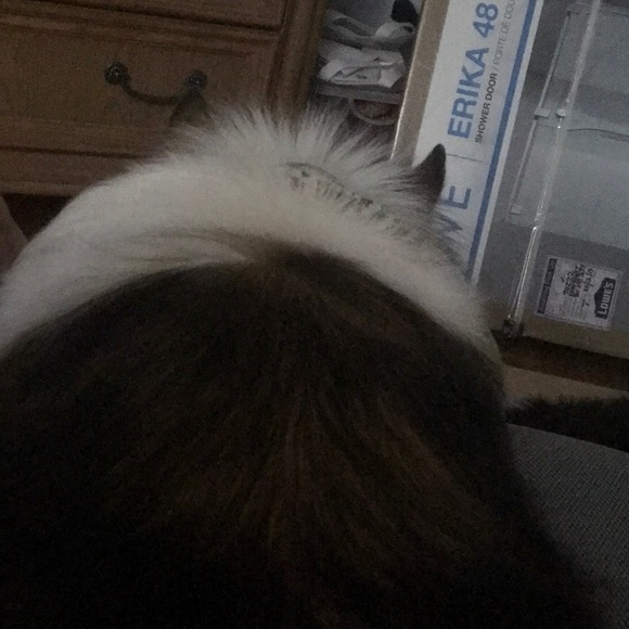 Meet your Posher, Vera - Picture 1 of 1